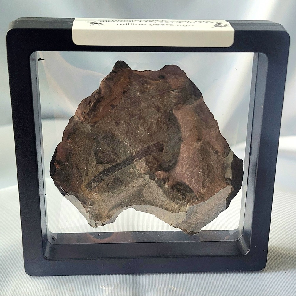 Unique Rare Carboniferous Coal Era Fossil From World Famous Union Chaple Mines‎